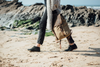 Image of Arno-42 Waxed Waterproof Travel Rucksack by Wolph
